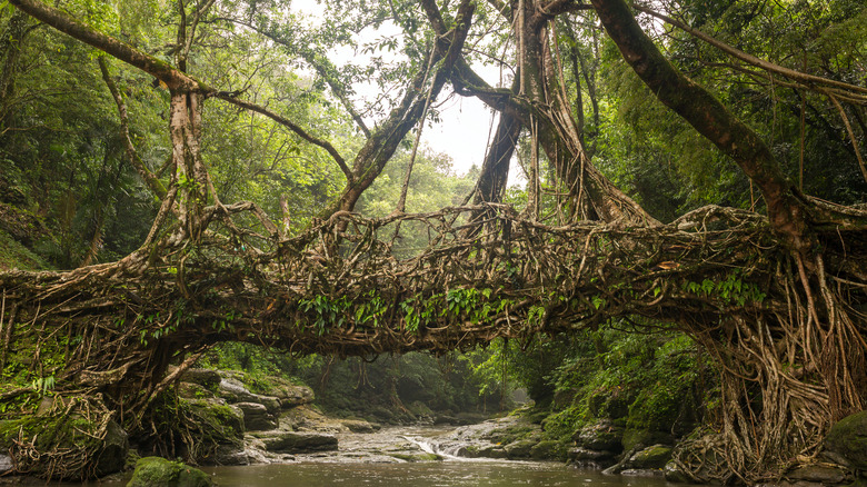 single span living root bridge