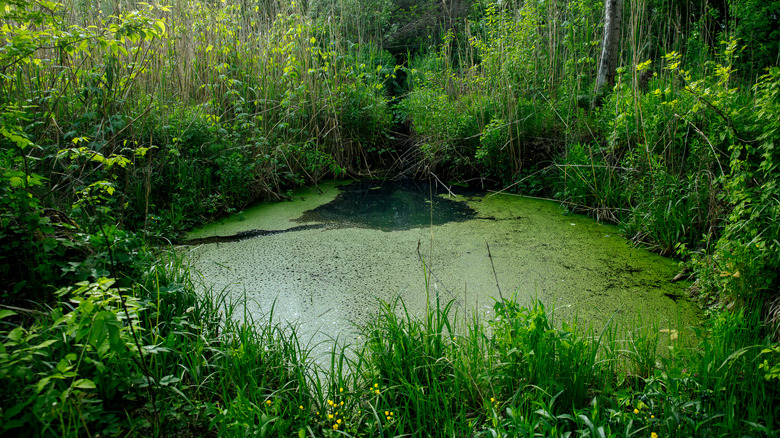 Swamps offered bountiful leech harvests