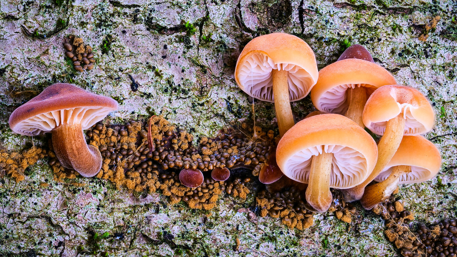 The Truth About PlasticEating Fungi
