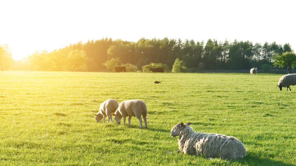 English sheep in the countryside