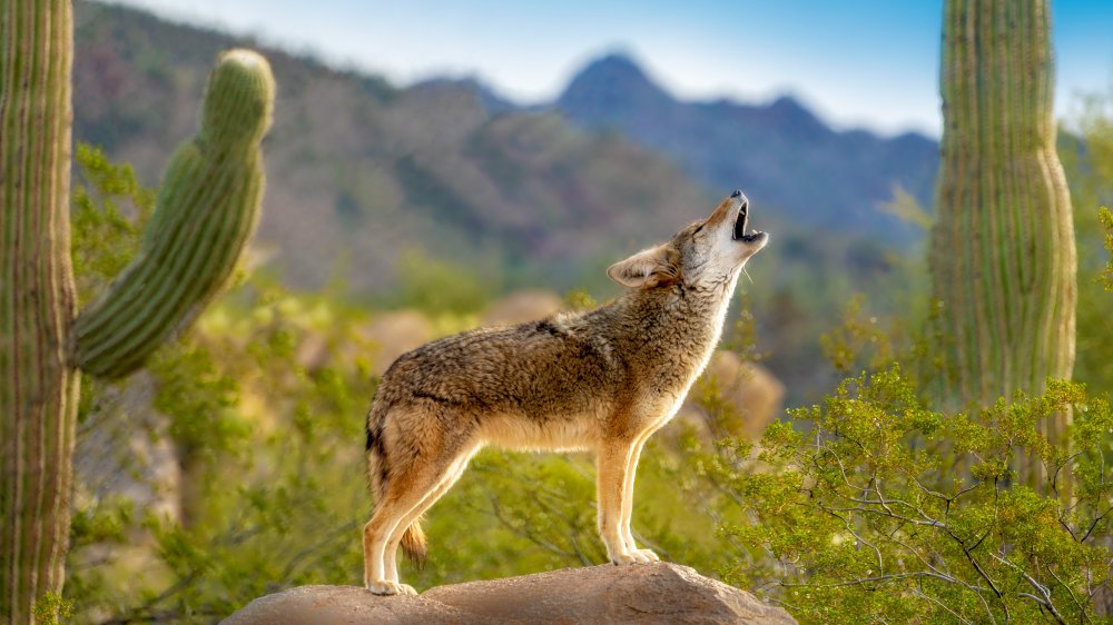 Howling coyote with cacti