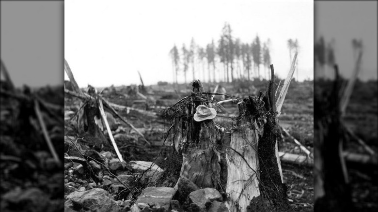 Lituya Bay destruction