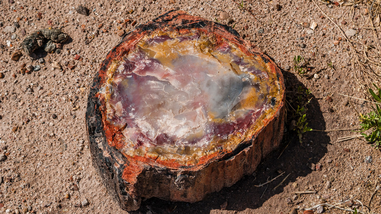 A piece of petrified wood 