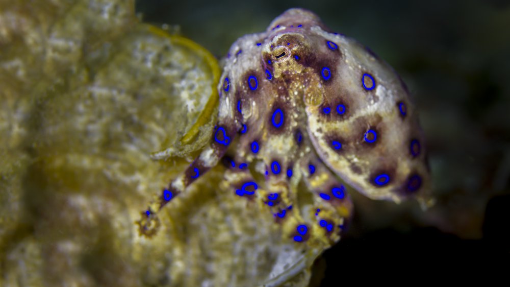 Blue-ringed octopus