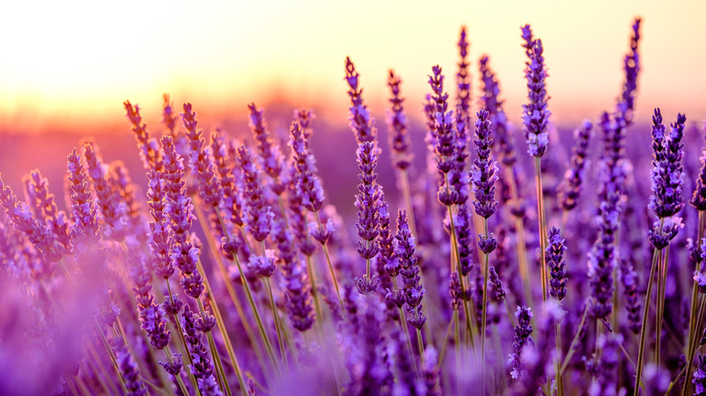 Provence France, lavender fields