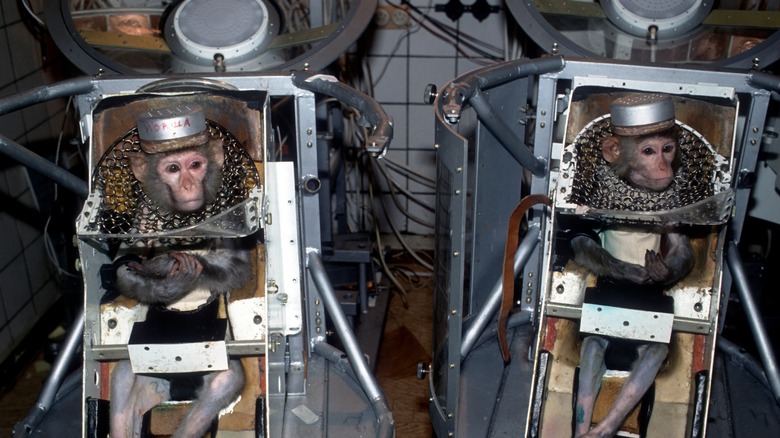 The Truth About The First Successful Monkeynauts From The US