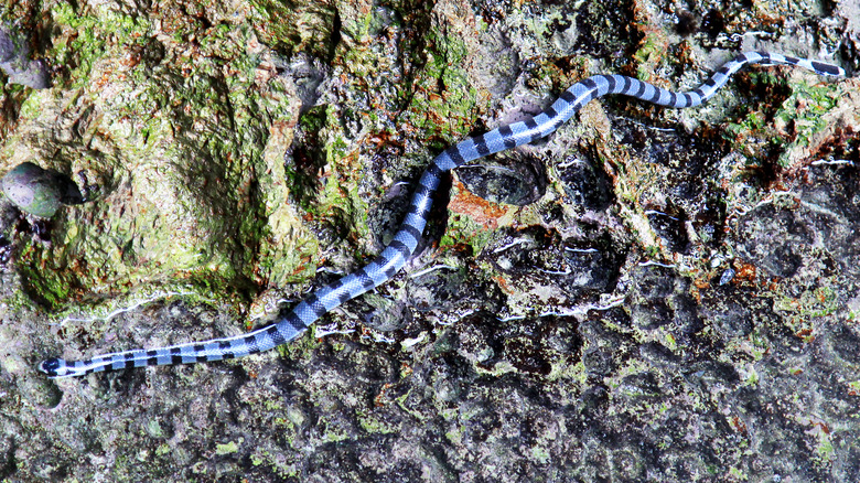 Belcher's Sea Snake on land