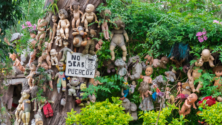 Dead dolls packed into shrubs