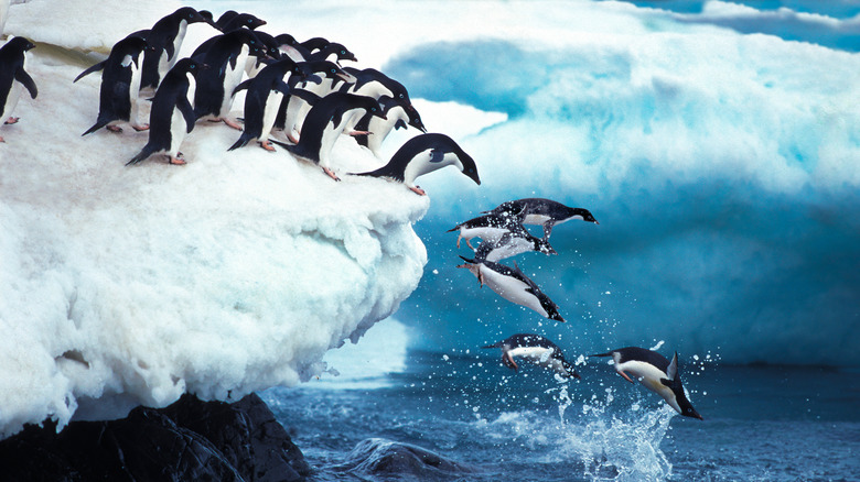 Penguins jumping in water