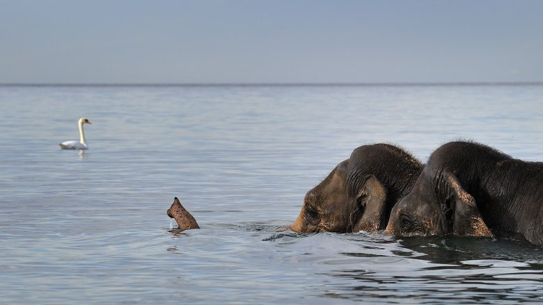 elephants in water