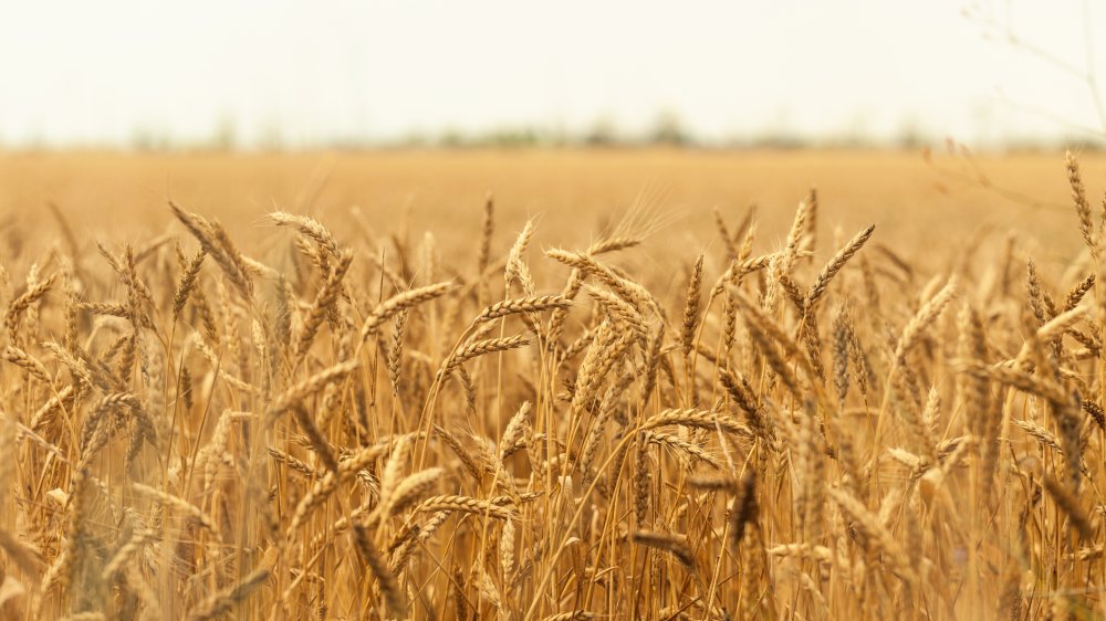 A close-up photograph of golden wheat