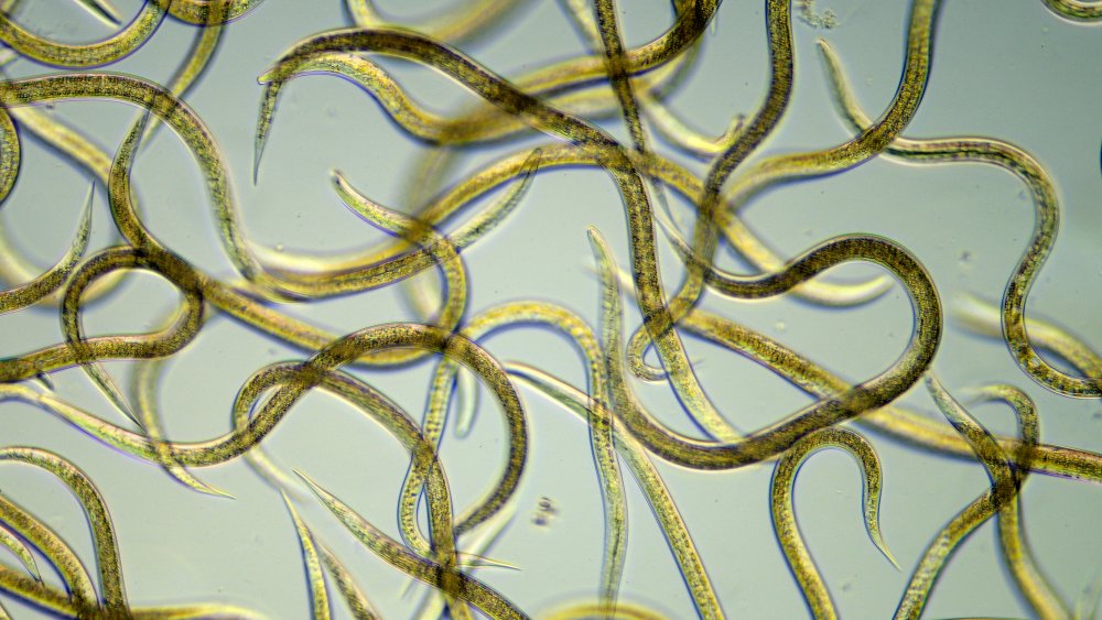 Nematodes