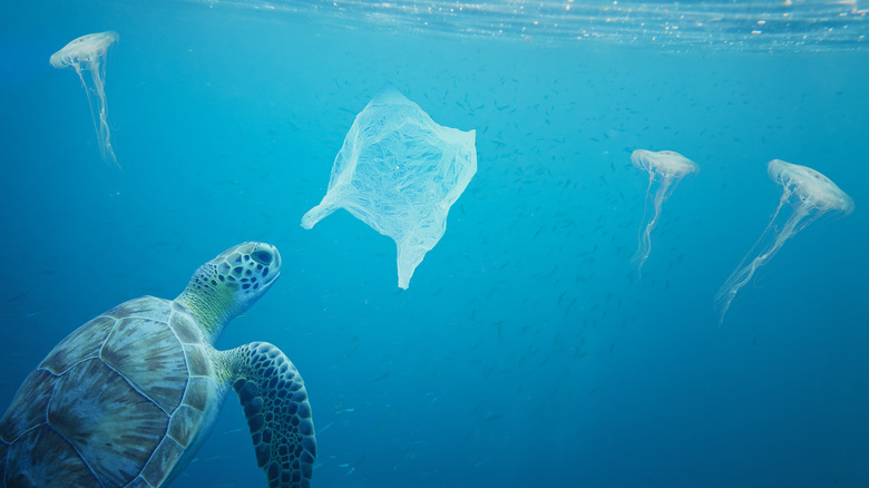 Turtle jellyfish plastic bag