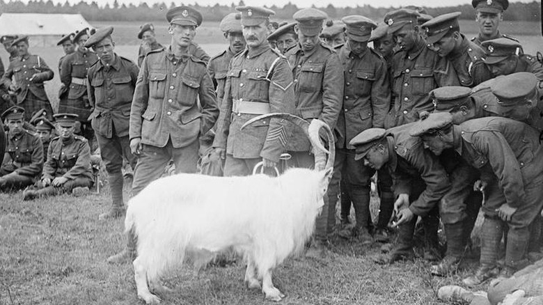 WWI Welsh soldiers and goat