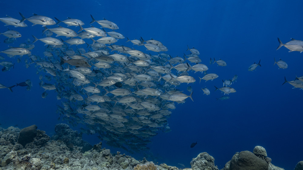 A photograph of a school of bigeye fish.