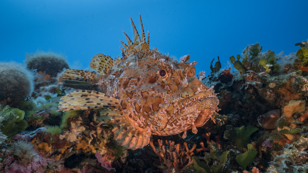 A photograph of a large, spiky fish camouflaged against the ocean floor.