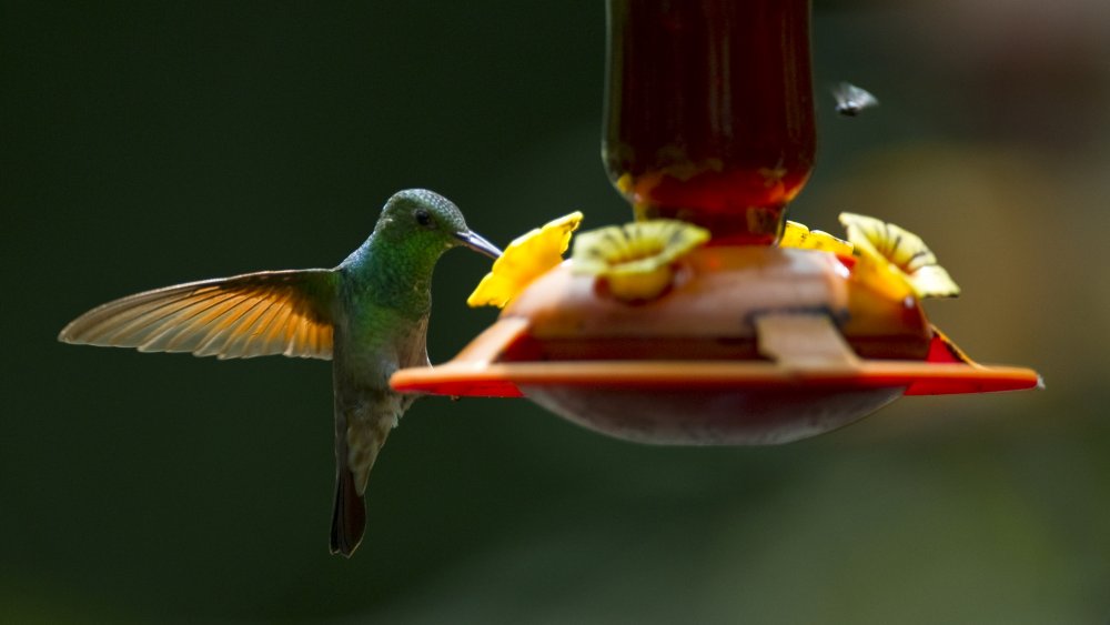 bee hummingbird