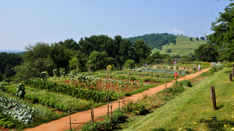 Crops and dirt road at Monticello 