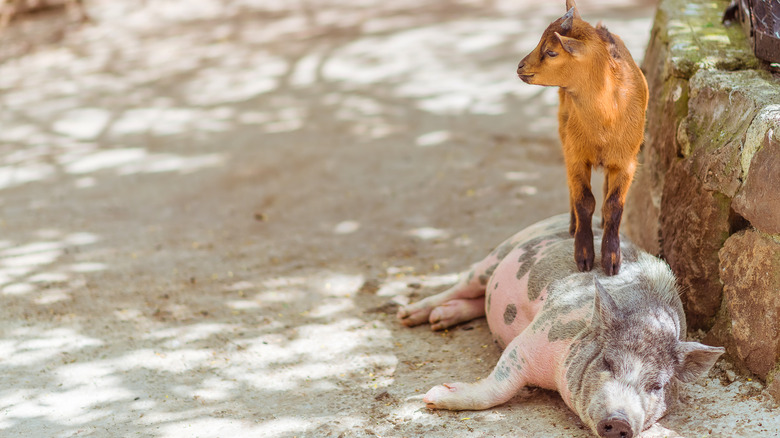 Goat standing on a sleeping pig