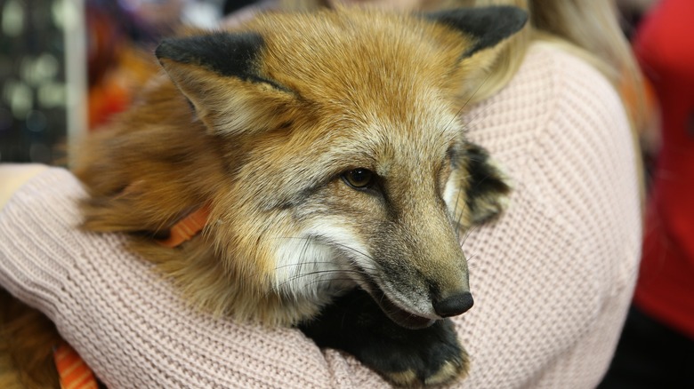 A pet fox