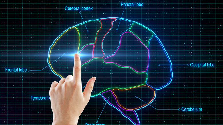 regions of the brain diagram