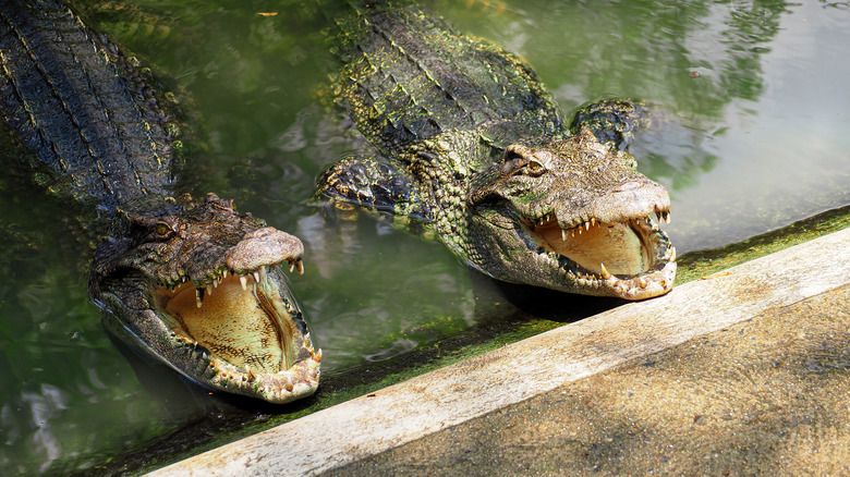 Two crocodiles with mouths open emerging from water