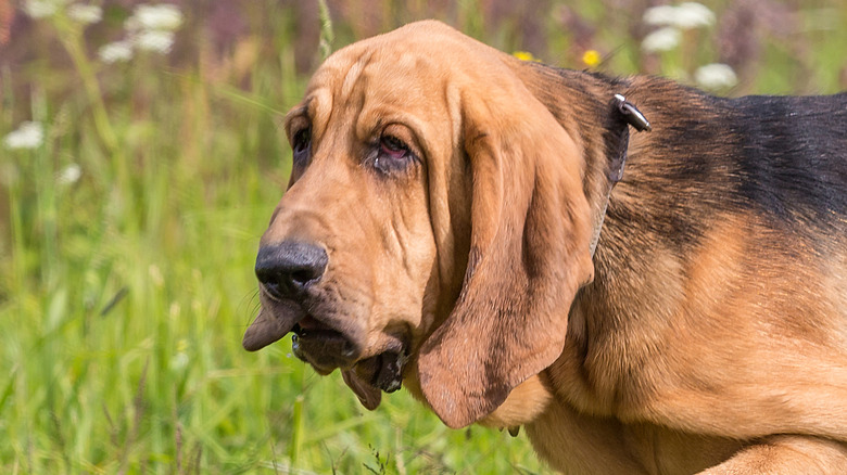 Bloodhound grass