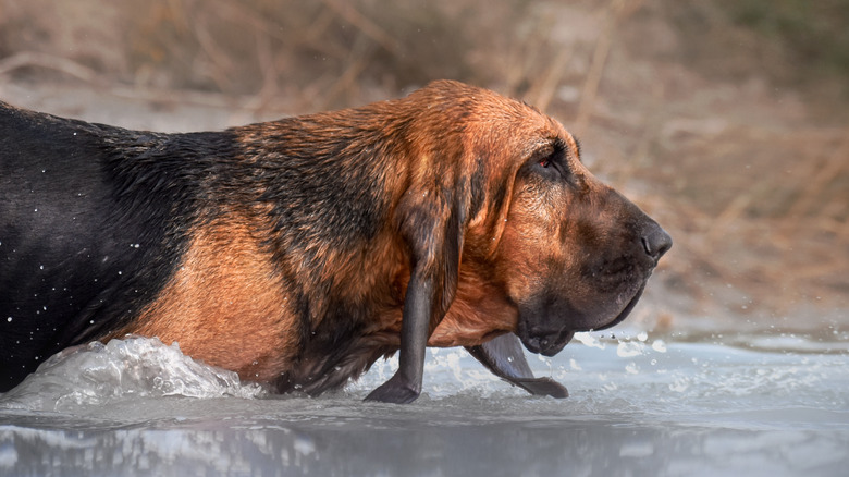 Bloodhound water