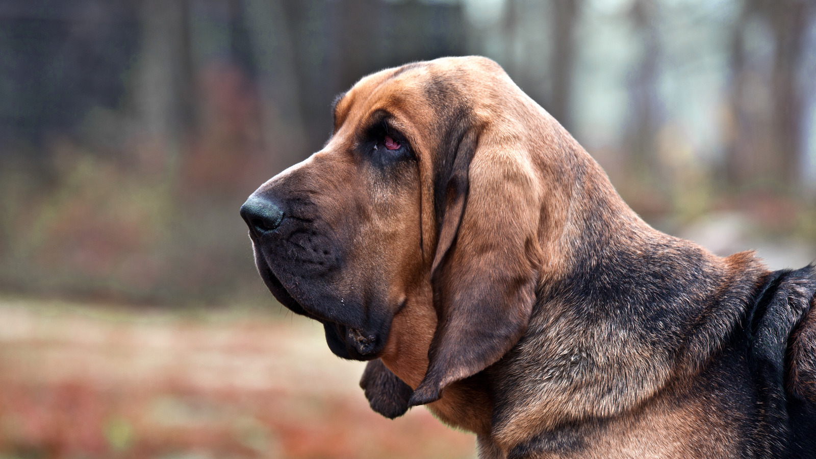 The Truth Behind The FBI's Magic Bloodhounds