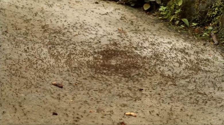 A spiral of ants in action