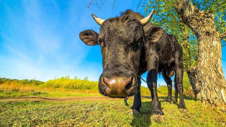 Cow standing in a field