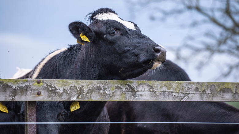 A cow looking over a fence