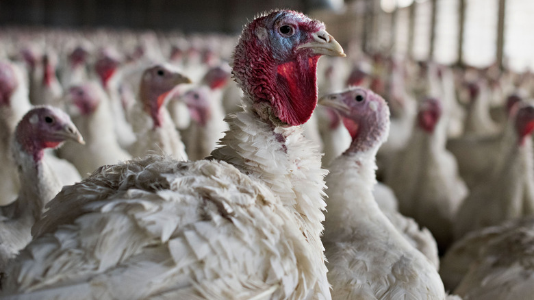 Domestic U.S. turkeys 