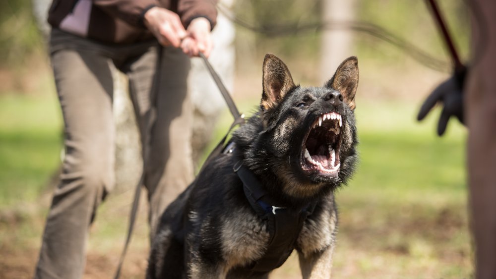 police dog