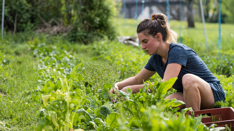 Woman harvesting spinach