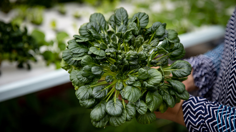 Woman holding spinach