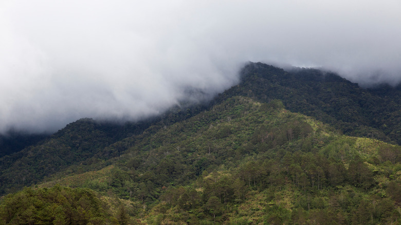 rainforest Phillippines