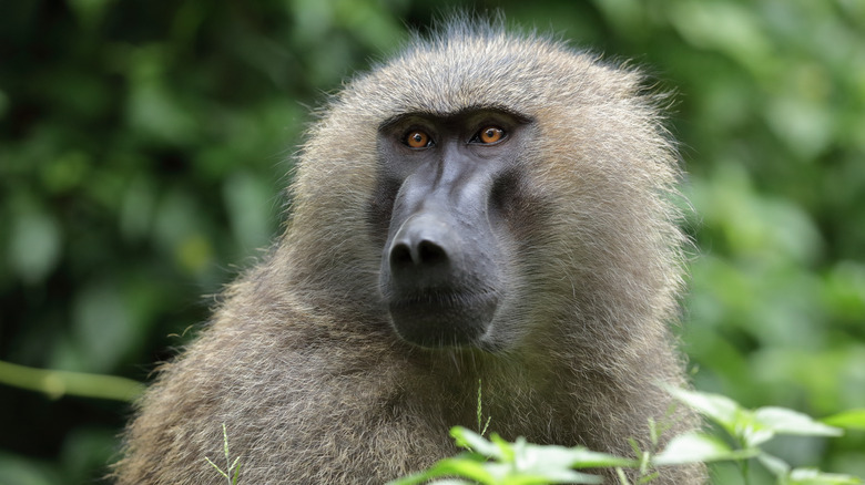 An olive baboon among trees and leaves