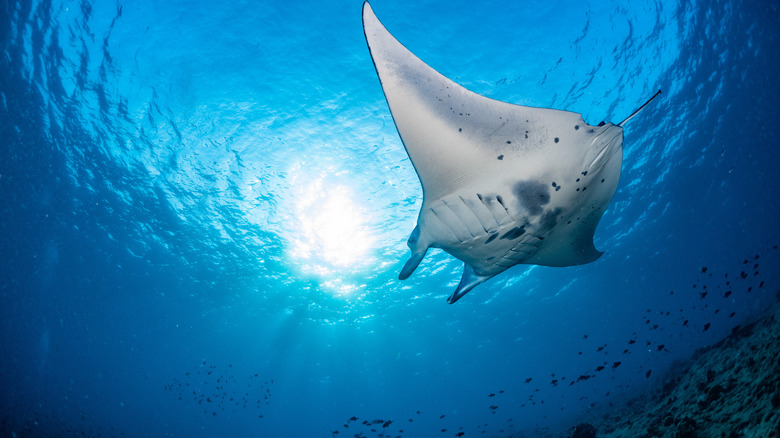 wing-like fins of manta ray