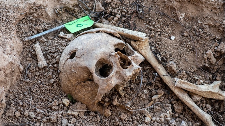 Skull and bones in dirt