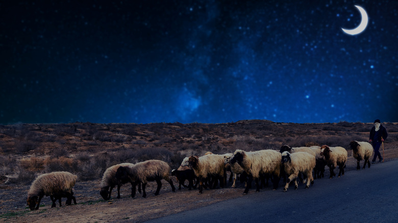 Sheep graze under stars