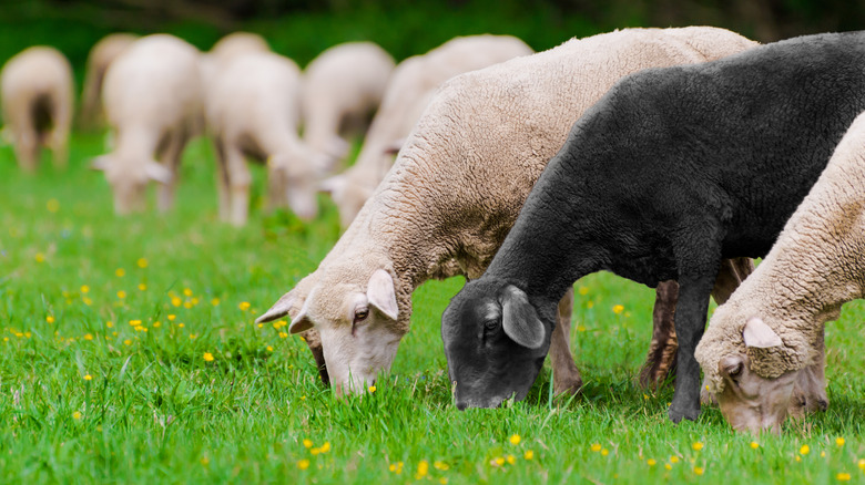 Sheared sheep graze