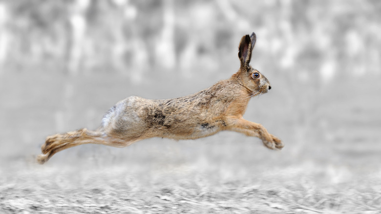 rabbit hopping