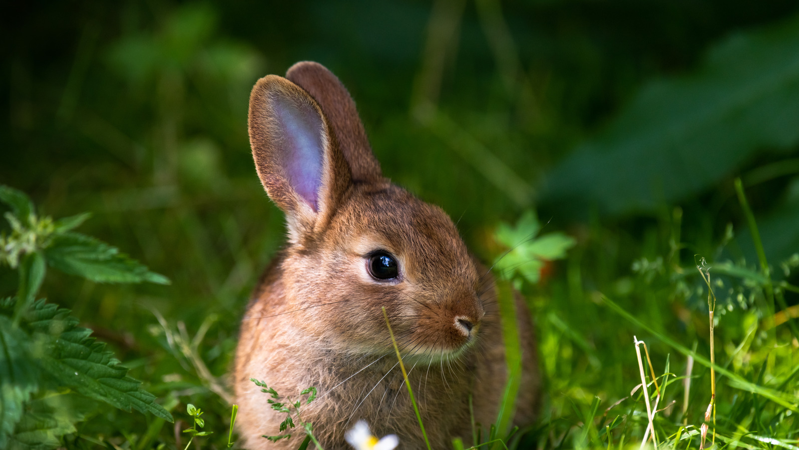 The Unexpected Reason Bunnies Hop