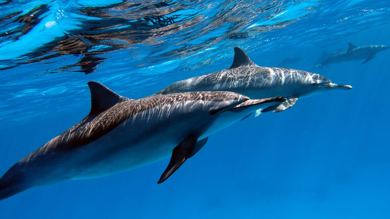 Spinner dolphins swimming together