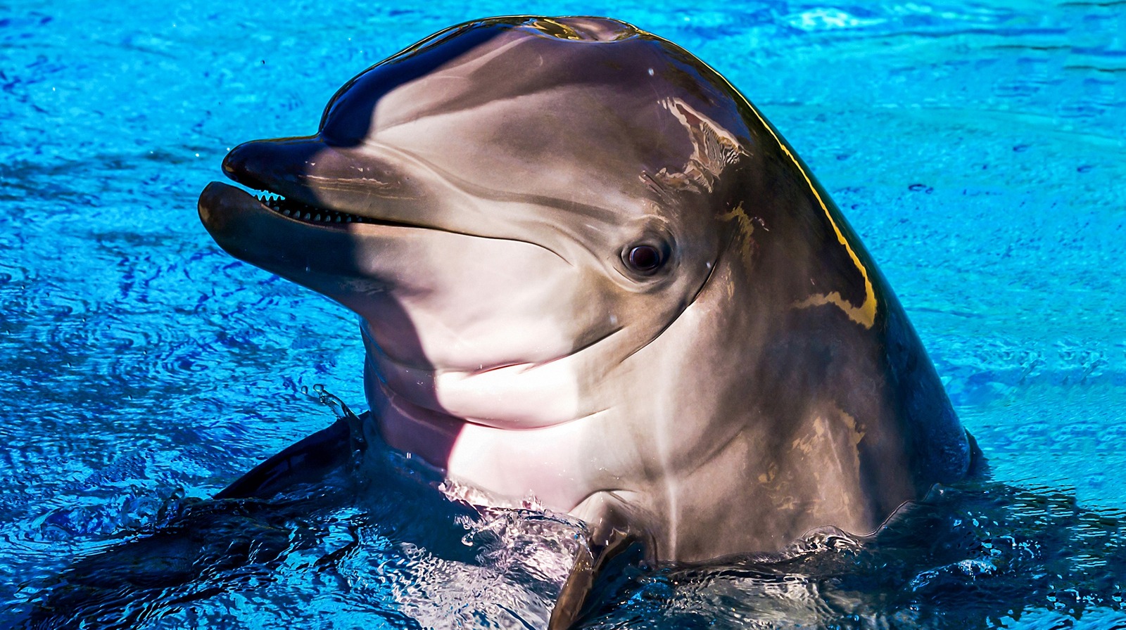 Dolphins can identify their friends by taste, study shows for the