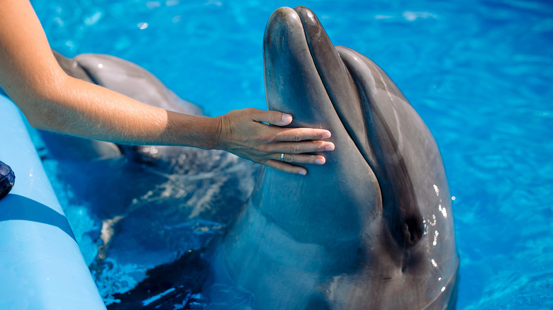 Person touching bottlenose dolphin
