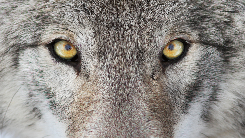 Yellow wolf eyes close up