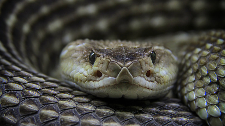 A dark-coiled rattlesnake looking at camera