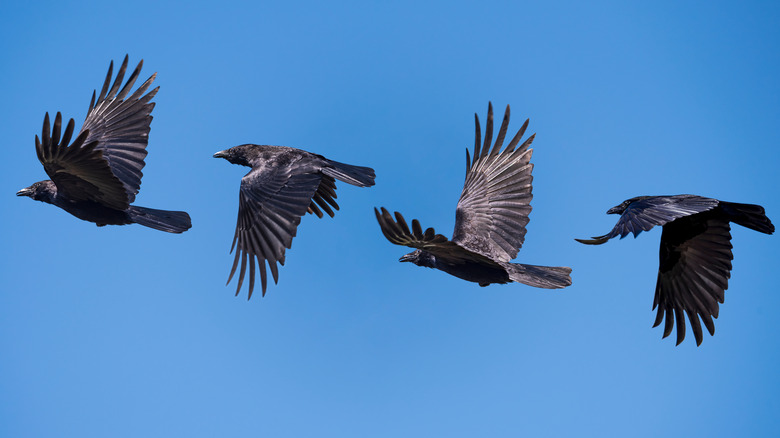 four ravens in flight